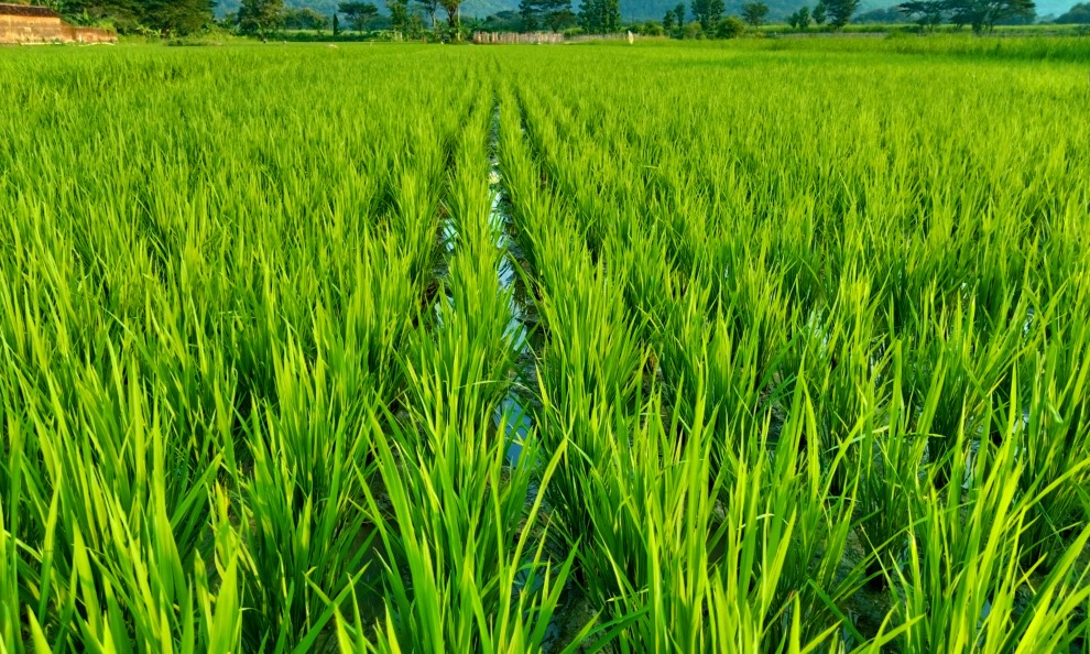 pompa air sawah gresik