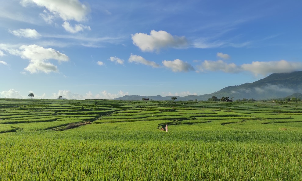 pompa air sawah jember